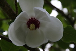 Arboretum