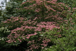 Arboretum