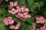 Arboretum
