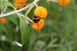 Arboretum