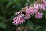 Arboretum