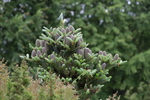 Arboretum