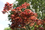 Arboretum