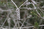 Arboretum