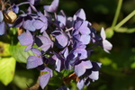 Jardin Shamrock