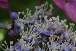 Jardin Shamrock
