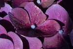 Jardin Shamrock