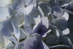 Jardin Shamrock