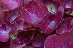 Jardin Shamrock