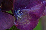 Jardin Shamrock