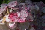 Jardin Shamrock