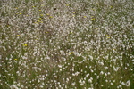 Wollgras