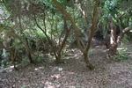 Pieris japonica