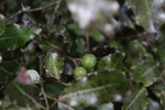 Pieris japonica