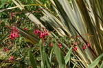 Fuchsie