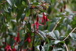 Fuchsie
