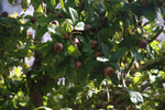Mispelbaum