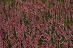 Salzfelder
