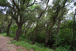 Korkeichen