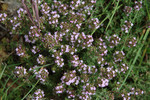 Thymian