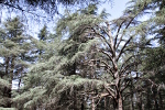 Zedernwald
