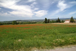 Mohnfeld