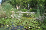 Harmas