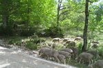 Mont Ventoux
