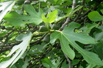 Feigenbaum