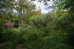 Bambusgarten