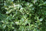 Ilex