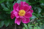 eine Rose