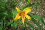 Blume