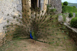 Voliere