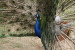 Voliere