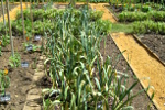 Gem&uuml;segarten