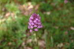 Knabenkraut