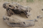 Strandfundst&uuml;ck
