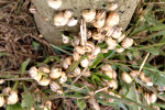 Schnecken am Zaunpfahl
