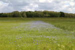 Flachsfeld
