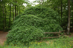 S&uuml;ntelbuche