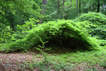 S&uuml;ntelbuche