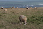 Salzschaf
