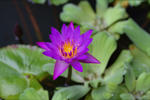 Seerose
