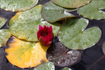 Seerose