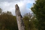 Menhir de B&eacute;linac
