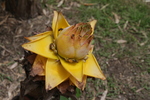 Japanische Faserbanane