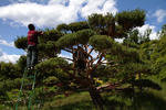 Bonsai XXL