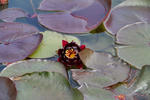 Wassergarten