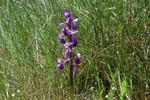 Wilde Orchidee